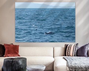 Delphin, Auckland, Neuseeland von Nynke Altenburg