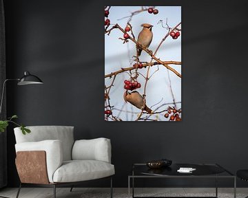 Birds | Bohemian waxwings sur Servan Ott