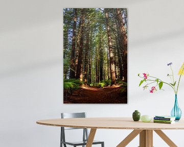 Redwood forest, Nieuw Zeeland van Nynke Altenburg