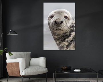 Natuur | Zeehond portret Helgoland von Servan Ott