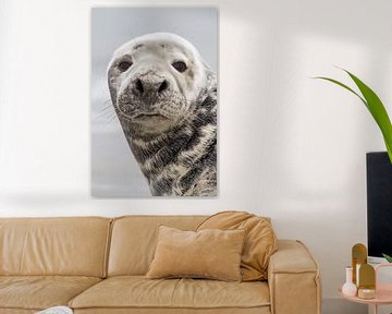 Natuur | Zeehond portret Helgoland van Servan Ott