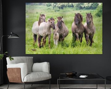 Paarden | Konikpaarden met veulen Oostvaardersplassen  van Servan Ott