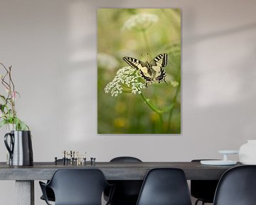 Koninginnepage (Papilio machaon) op fluitenkruid van Moetwil en van Dijk - Fotografie