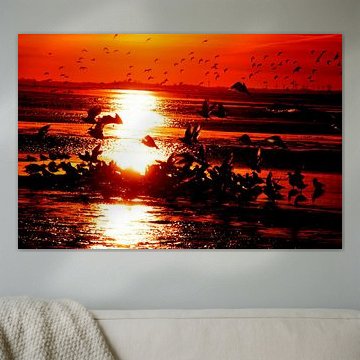 Seagulls at sunset on Langeoog / East Frisia North Sea