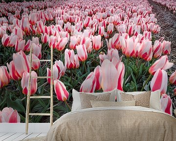 bulb fields at sunset. by Martijn Kort