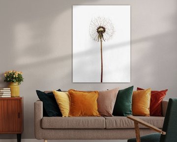 Paardenbloem van haroulita