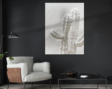 white cactus
