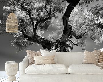 Olive tree by Poster Art Shop