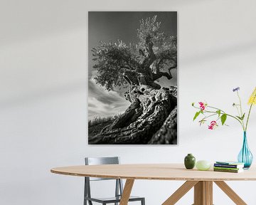 Tijdloze olijfboom van Poster Art Shop