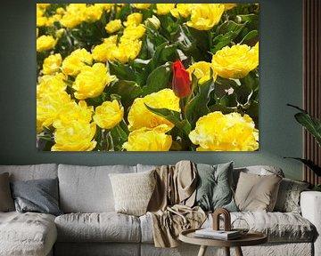 Rode tulp tussen gele anjers