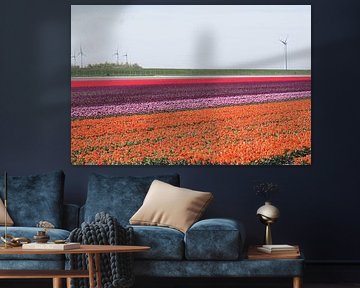 Kleurrijke akker met tulpen