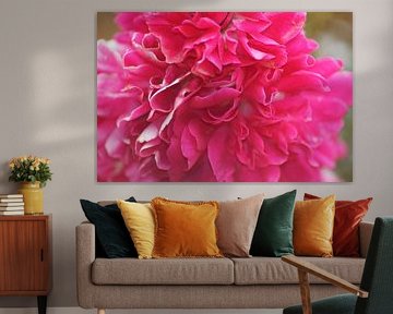 Grote roze pioenroos