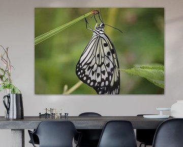 Zwart/witte vlinder hangend aan een takje