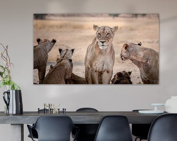 Leeuwen in Kgalagdi Zuid-Afrika van Lisa Sarrazin