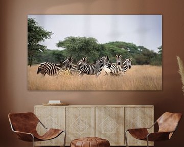 Groep zebra's in zuid-Afrika van Lisa Sarrazin