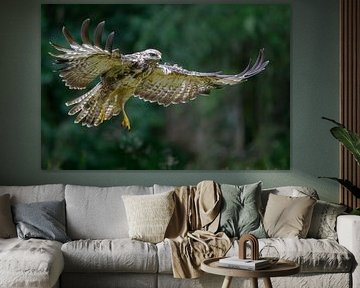 Buizerd in de vlucht