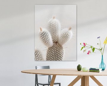 white cactus