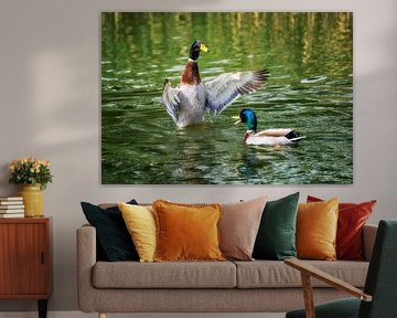 Two mallards approaching by ManfredFotos