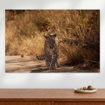 Leopard in the morning