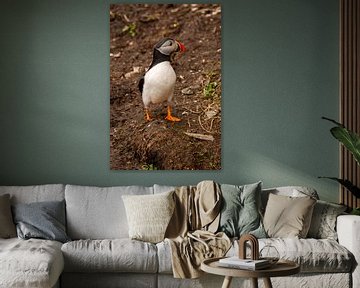 Puffin op pad