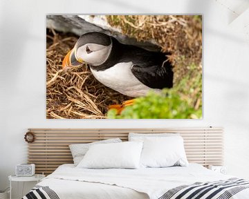 Papegaaiduiker komt uit het nest van Bert Altena