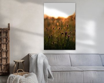 Bloemetjes in weiland bij zonsondergang van Yana Raeymaekers