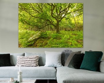 Bois de Tomies - Killarney (Irlande) sur Marcel Kerdijk