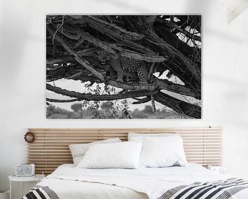 Leopard in tree, Uganda, Black and white