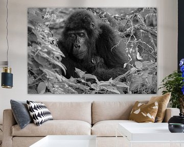 Baby Gorilla, Oeganda, Zwart Wit van Oscar Kroon
