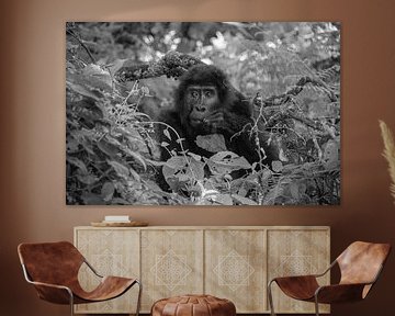 Gorilla, Oeganda, Zwart Wit van Oscar Kroon