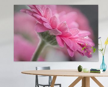 Gerbera I