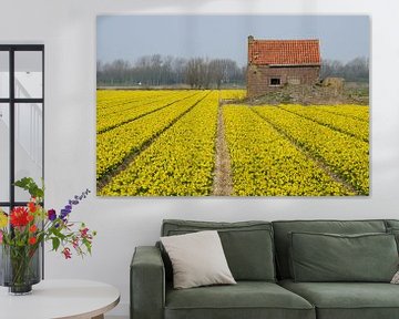 Narcissus alongside an abandoned house von Remco Swiers