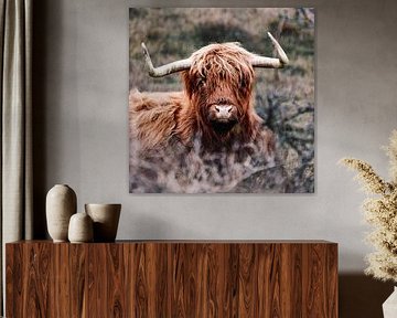 Schottischer Highlander starrt in die Kamera