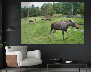 Moose in the nature of Sweden by Martin Köbsch