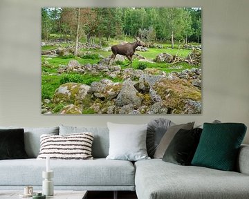 Moose in the nature of Sweden by Martin Köbsch
