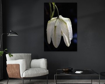  Macro Photo of a fritillary sur Studio Mirabelle