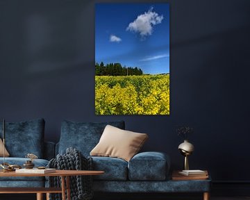 A rapeseed field in summer by Claude Laprise