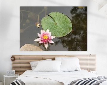 Seerose in der versteckten Oase