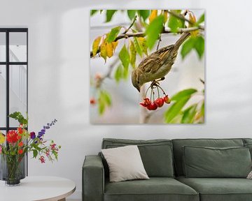 sparrow has a feast by Miny'S