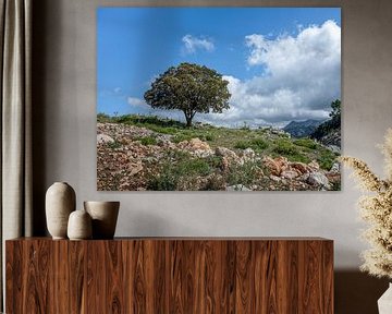 Einsamer Baum in der Sierra Nevada von Kok and Kok