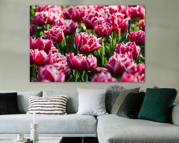 Tulips, Lisse von Johan van Venrooy