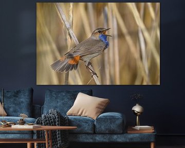 Blauwborst; Bluethroat; Luscinia Svecica