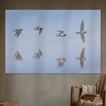 Sandregenpfeifer; Flussregenpfeifer; Charadrius hiaticula