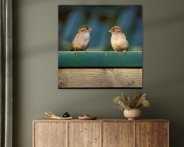 two sparrows on the barn roof by Miny'S