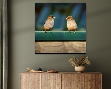 two sparrows on the barn roof by Miny'S