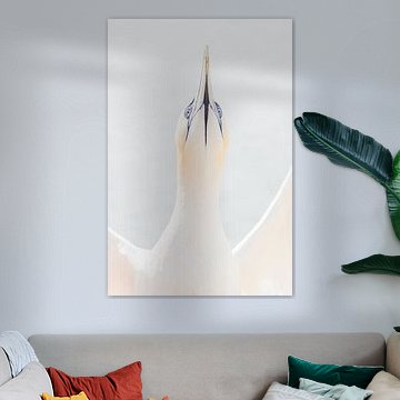 Le fou de Bassan déploie ses ailes