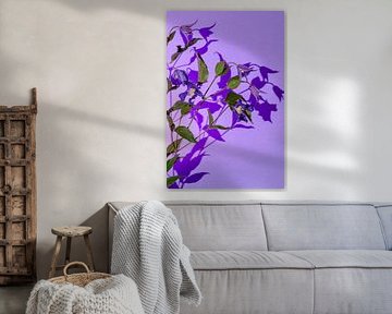 Flower with coloured shade by Hanny Andela - Andelafotografie