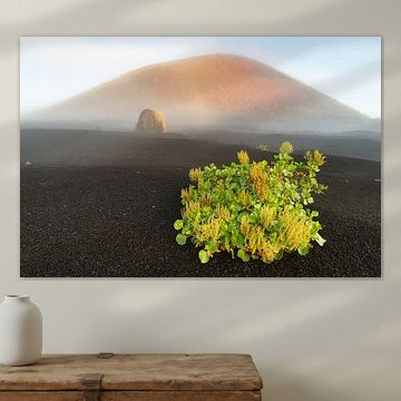 Canary amphibians at sunrise