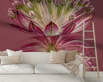 Reflection of a pink Zeeland button by Marjolijn van den Berg