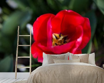 Rote Schönheit von Chris Snoek